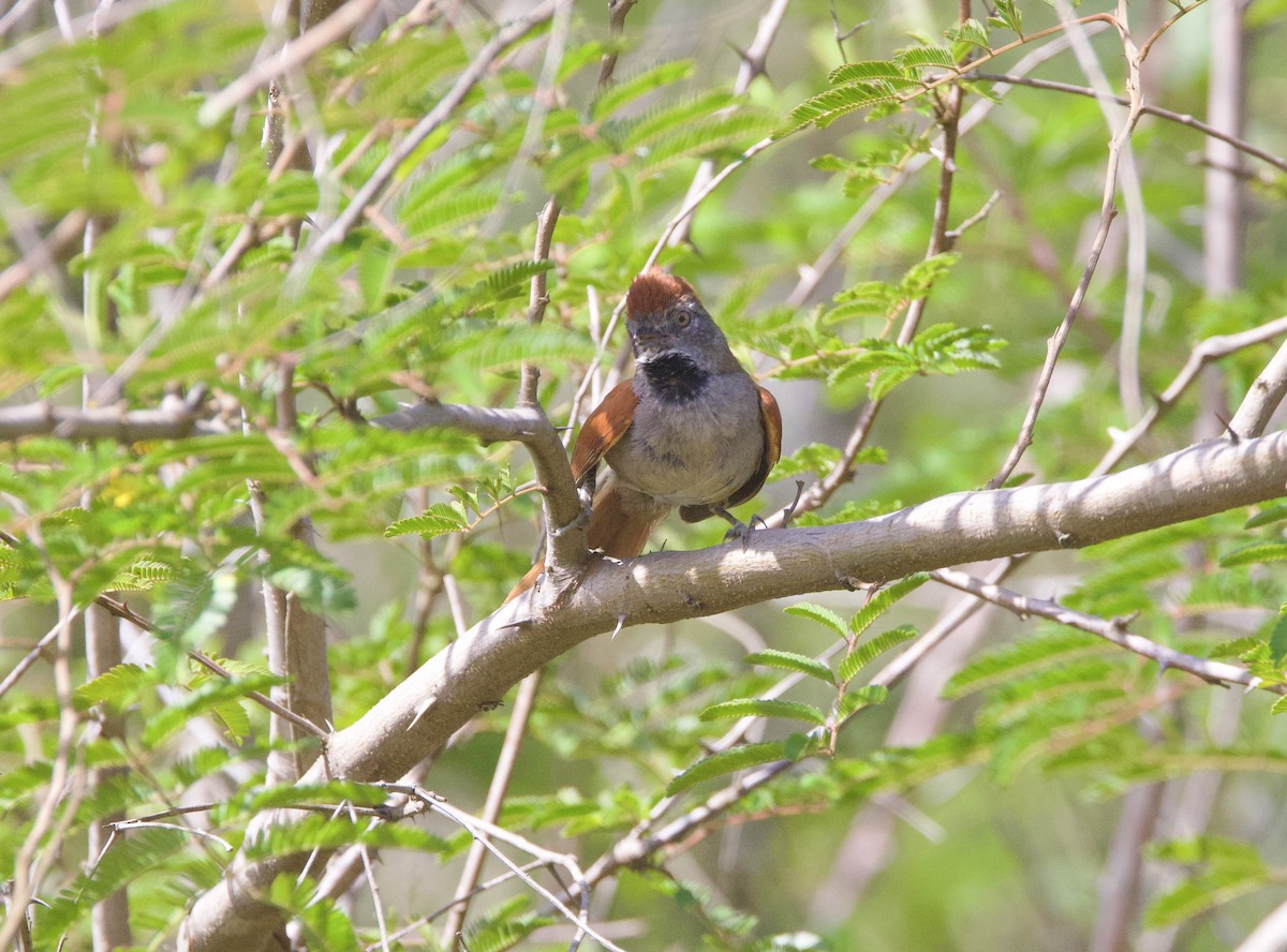 Sooty-fronted Spinetail - ML647070148