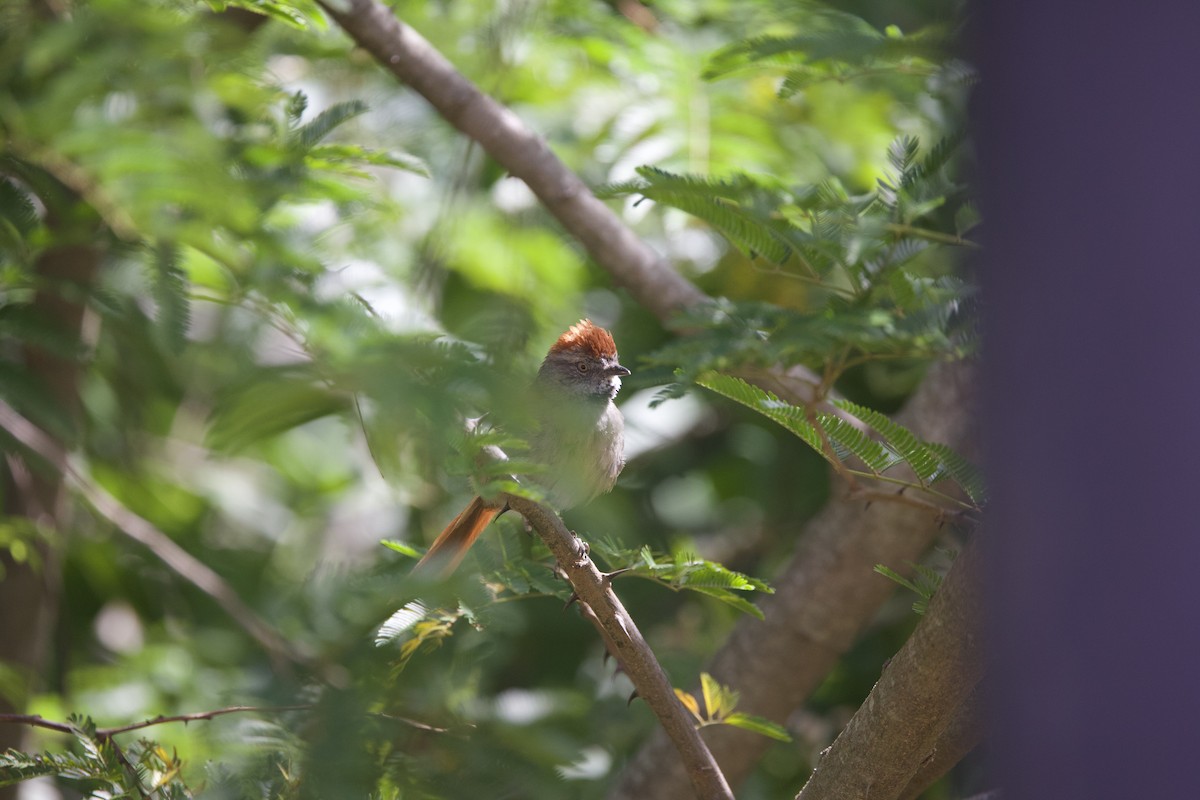 Sooty-fronted Spinetail - ML647070153