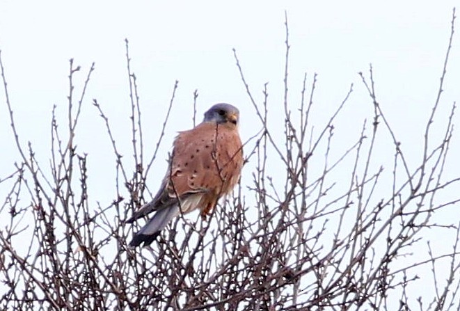 בז מצוי - ML647070161