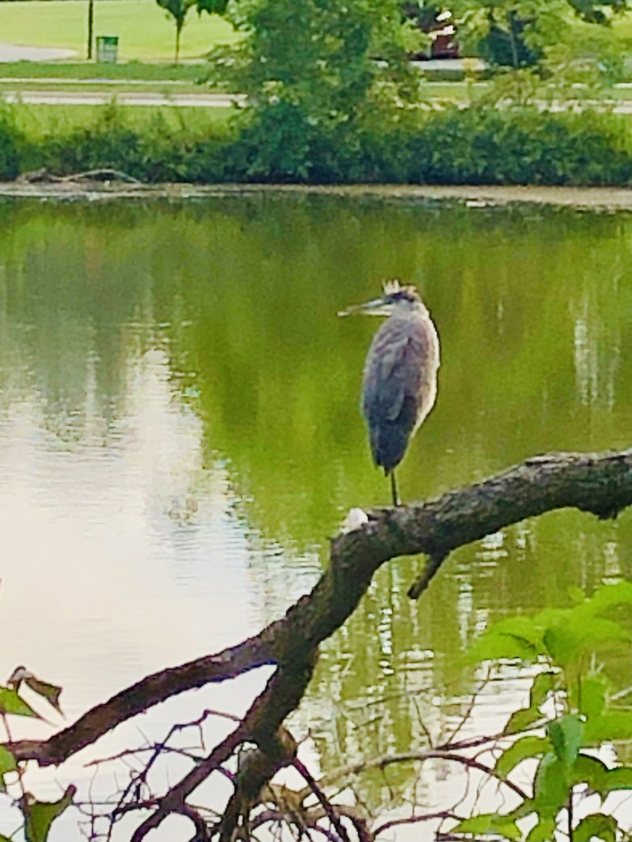 Great Blue Heron (Great Blue) - ML647070169