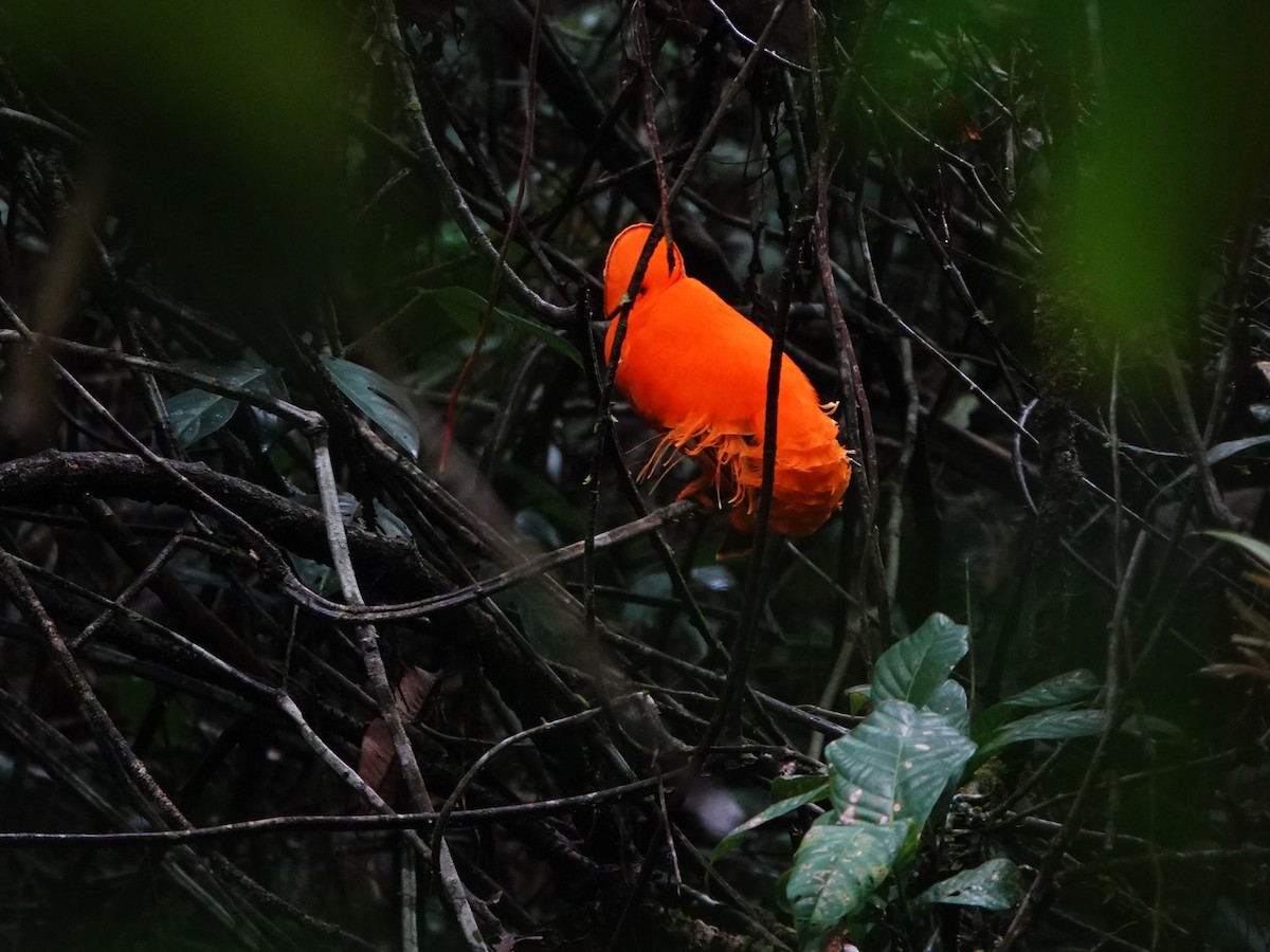 Guianan Cock-of-the-rock - ML647070170