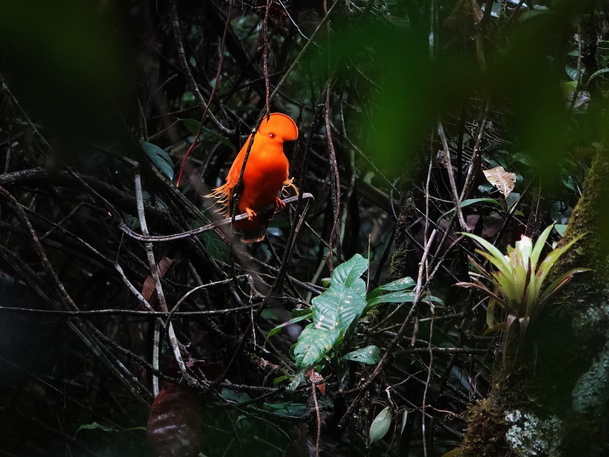 Guianan Cock-of-the-rock - ML647070171