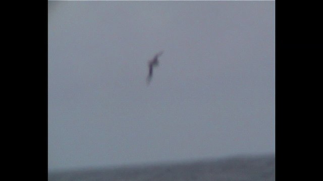 Gray Petrel - ML647070179