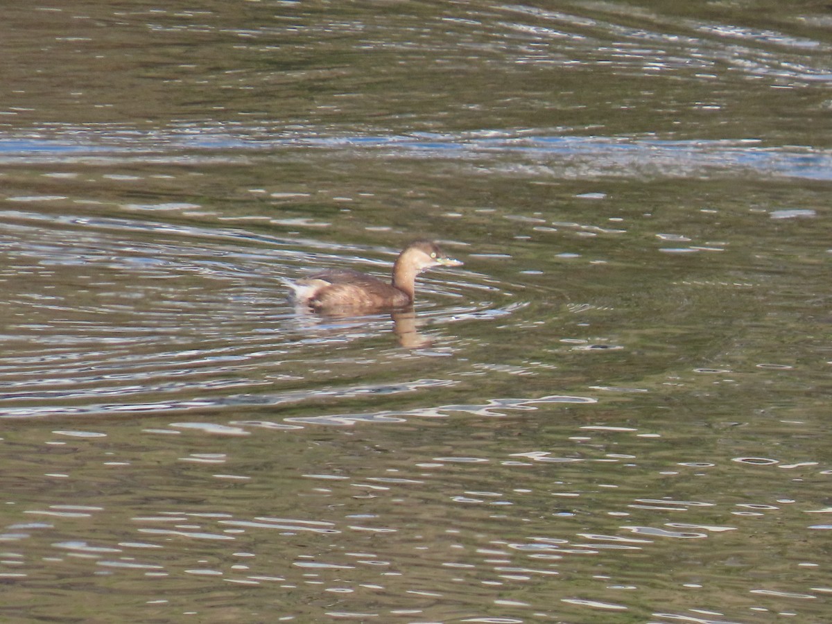Little Grebe - ML647070181