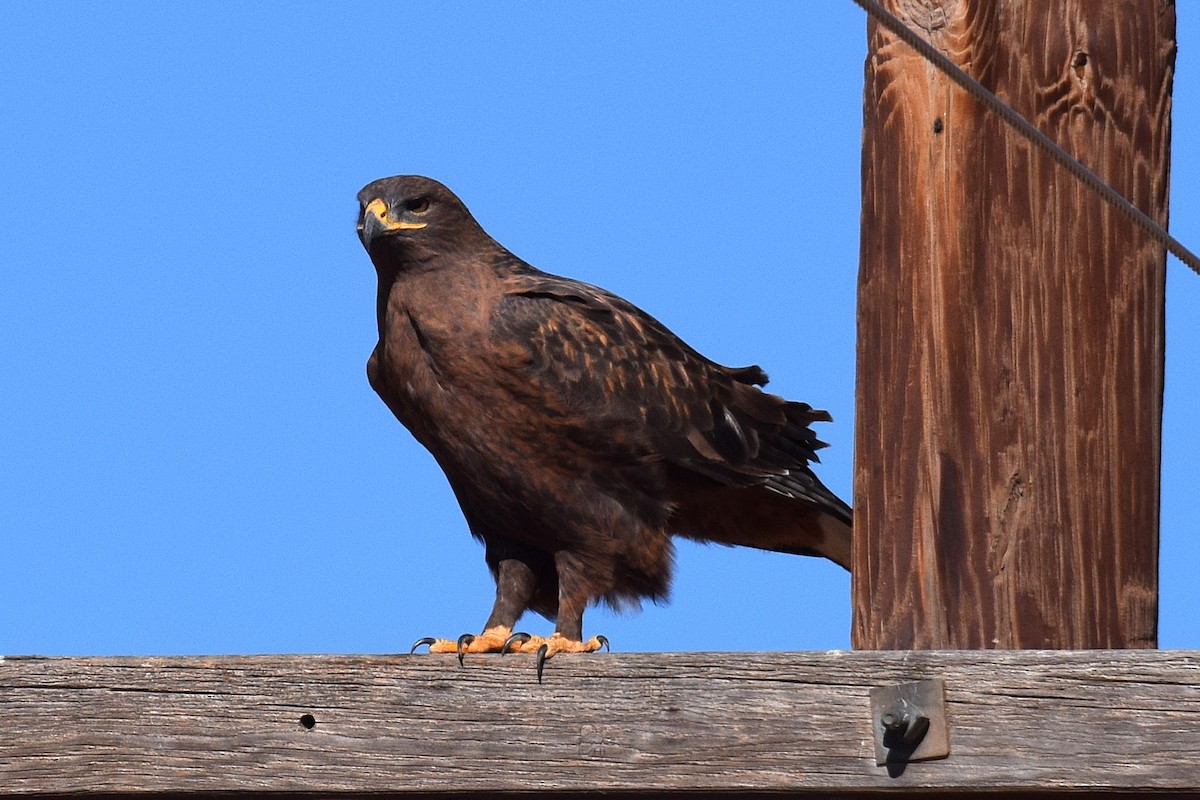 kongevåk - ML647070182