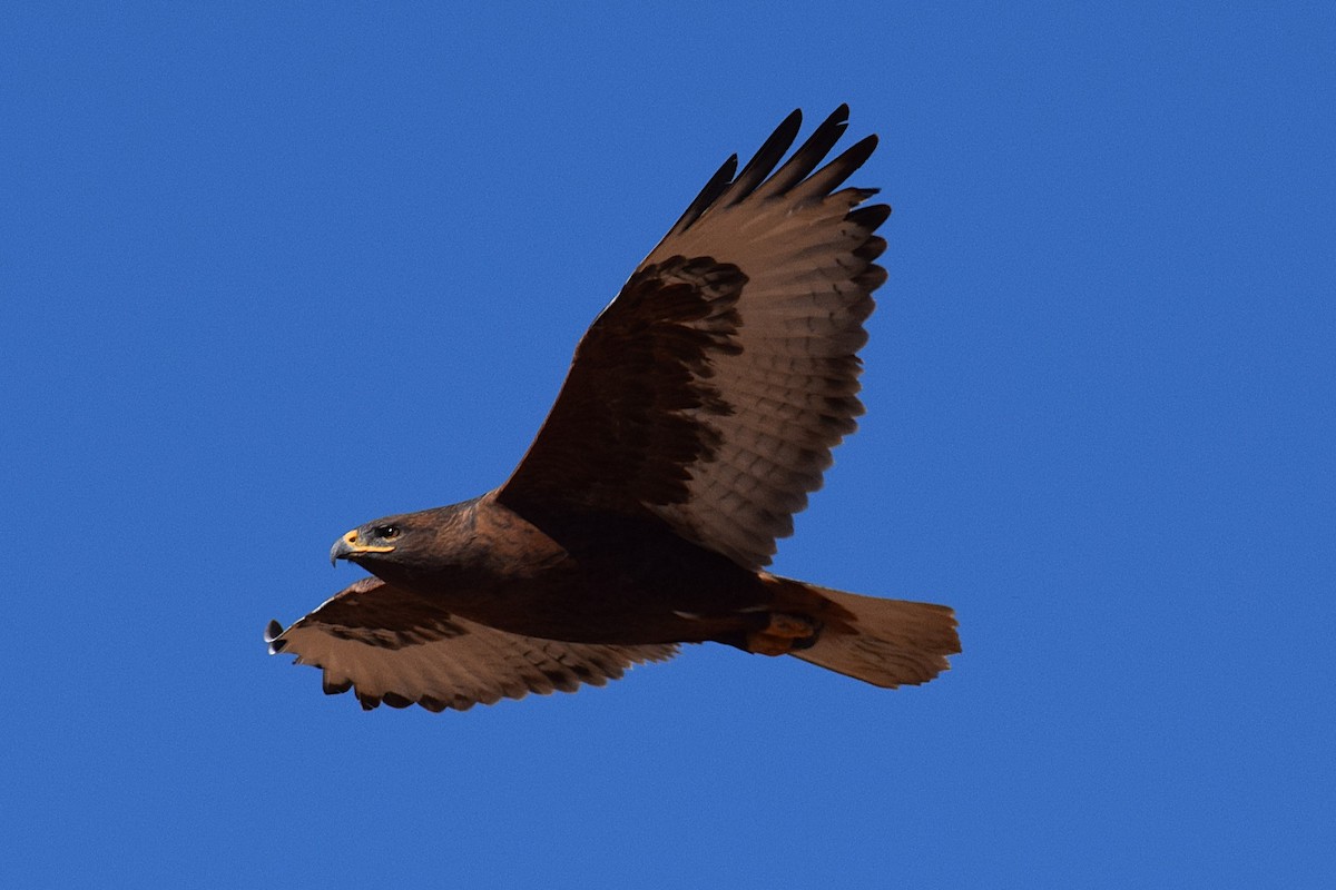 kongevåk - ML647070183