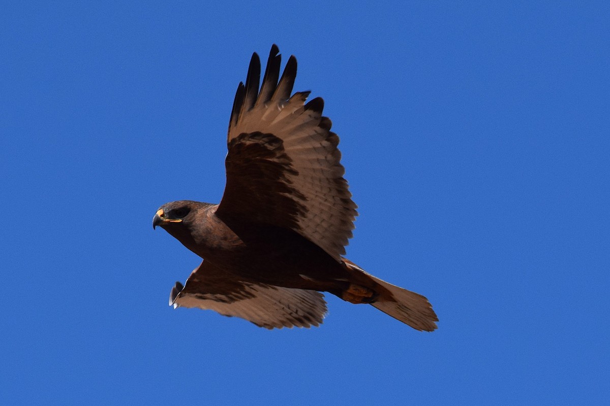 kongevåk - ML647070184