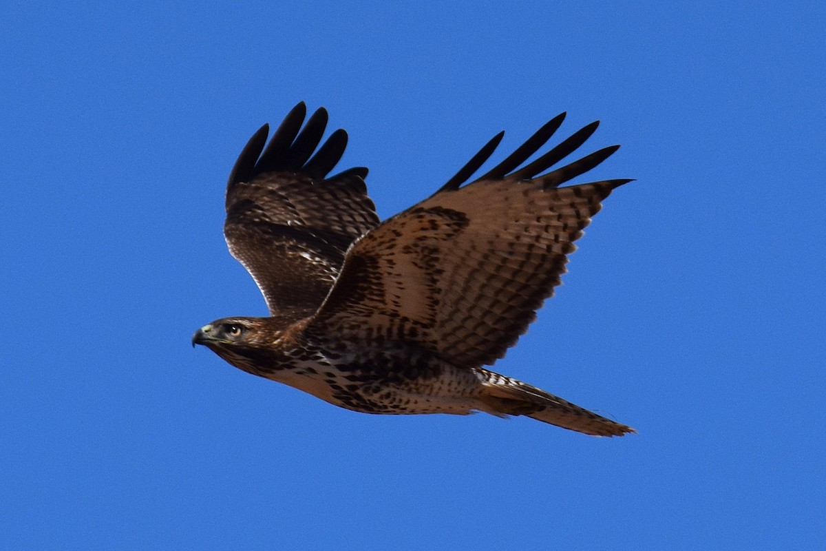 Busardo Colirrojo - ML647070187