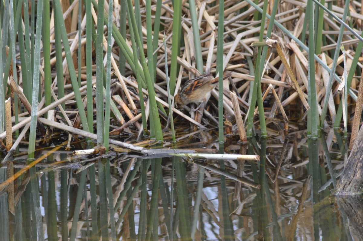 Wren-like Rushbird - ML647070193