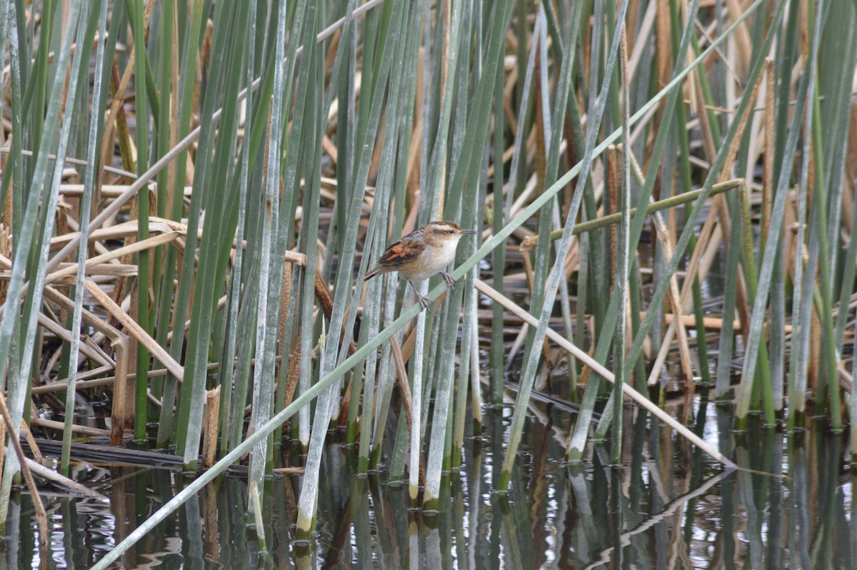 Wren-like Rushbird - ML647070194