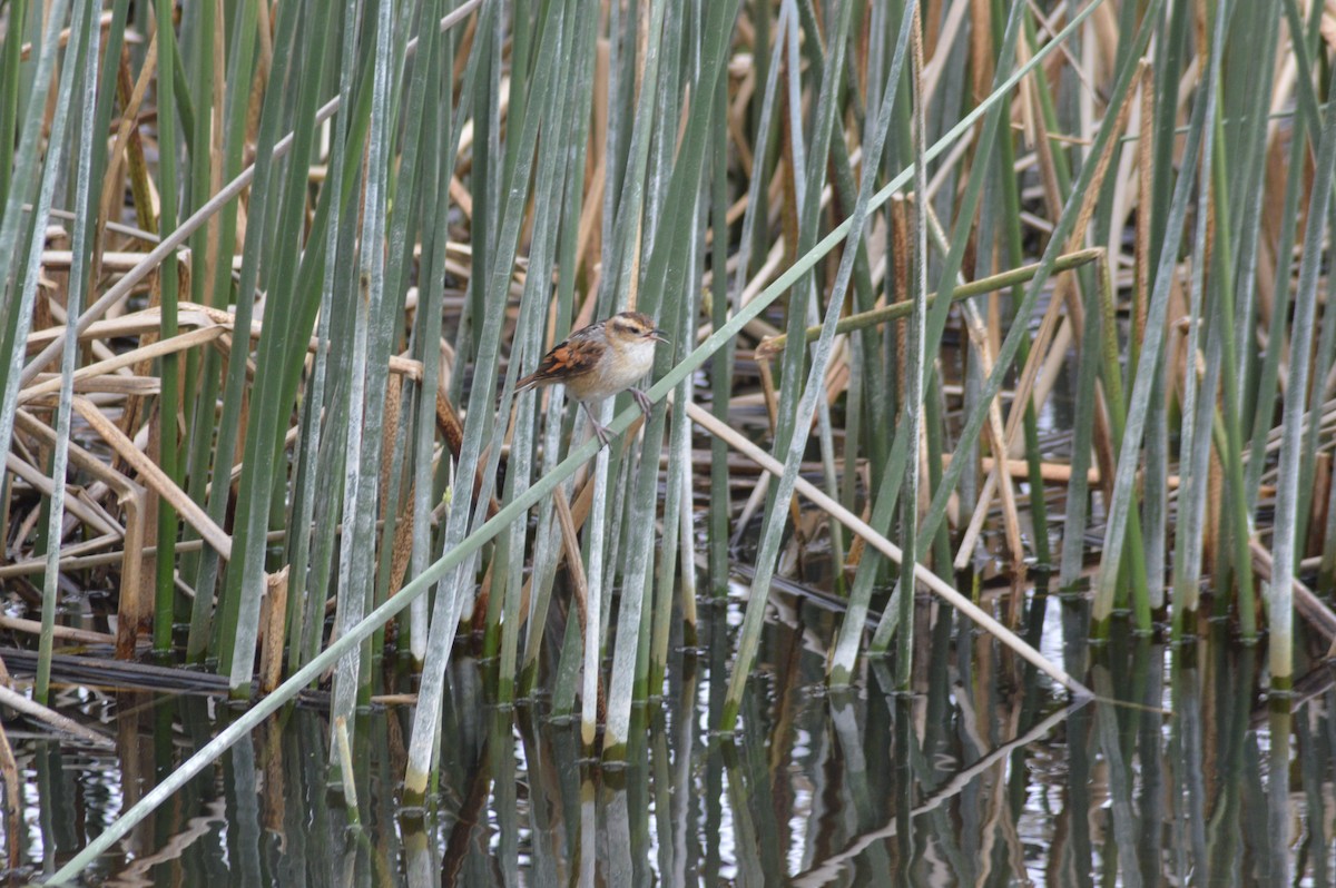 Wren-like Rushbird - ML647070195