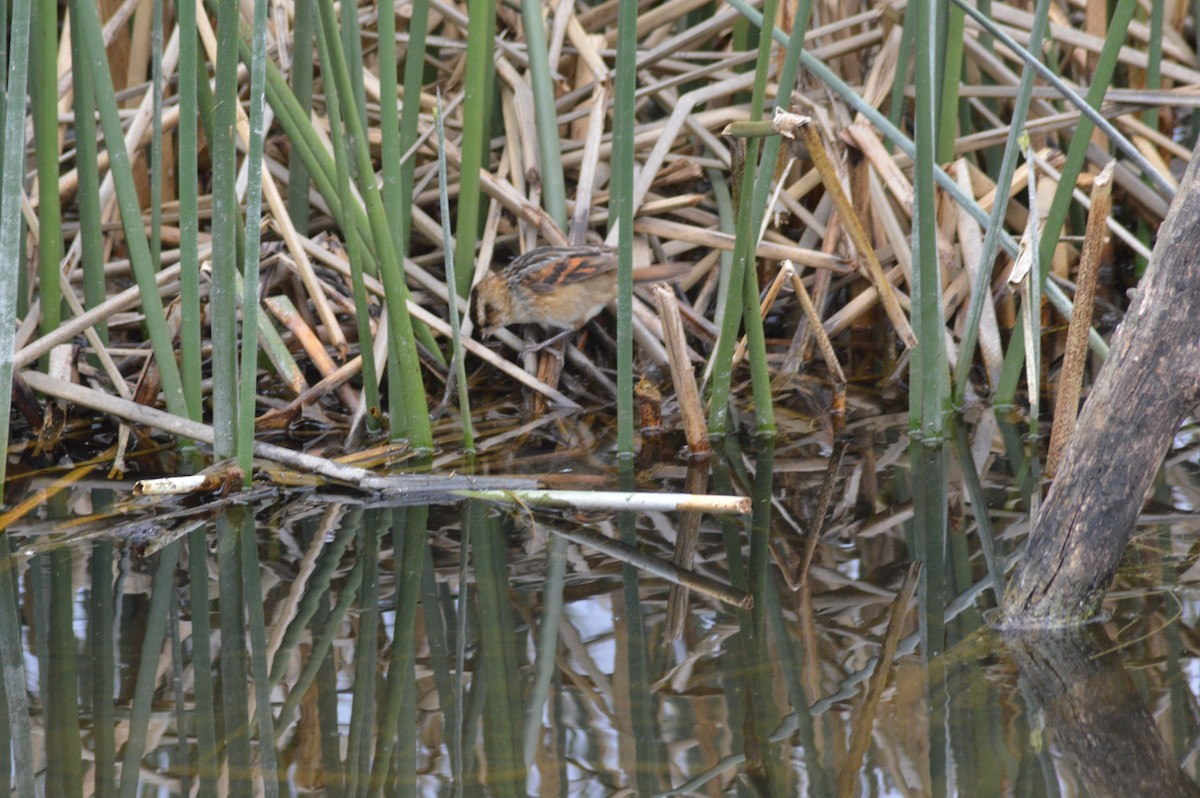 Wren-like Rushbird - ML647070196