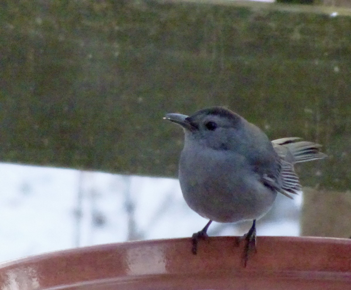 Miaulari grisa - ML647070206