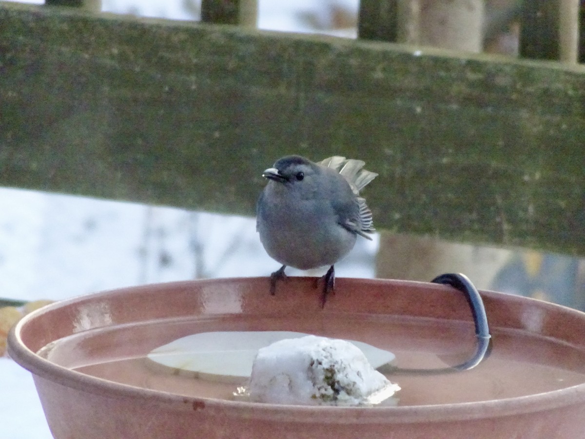 Miaulari grisa - ML647070207