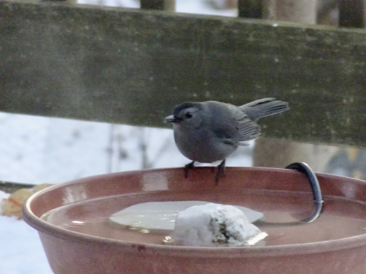 Miaulari grisa - ML647070208