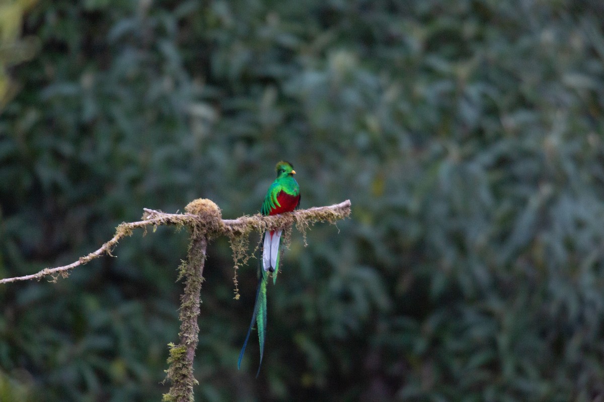 Resplendent Quetzal - ML647070210