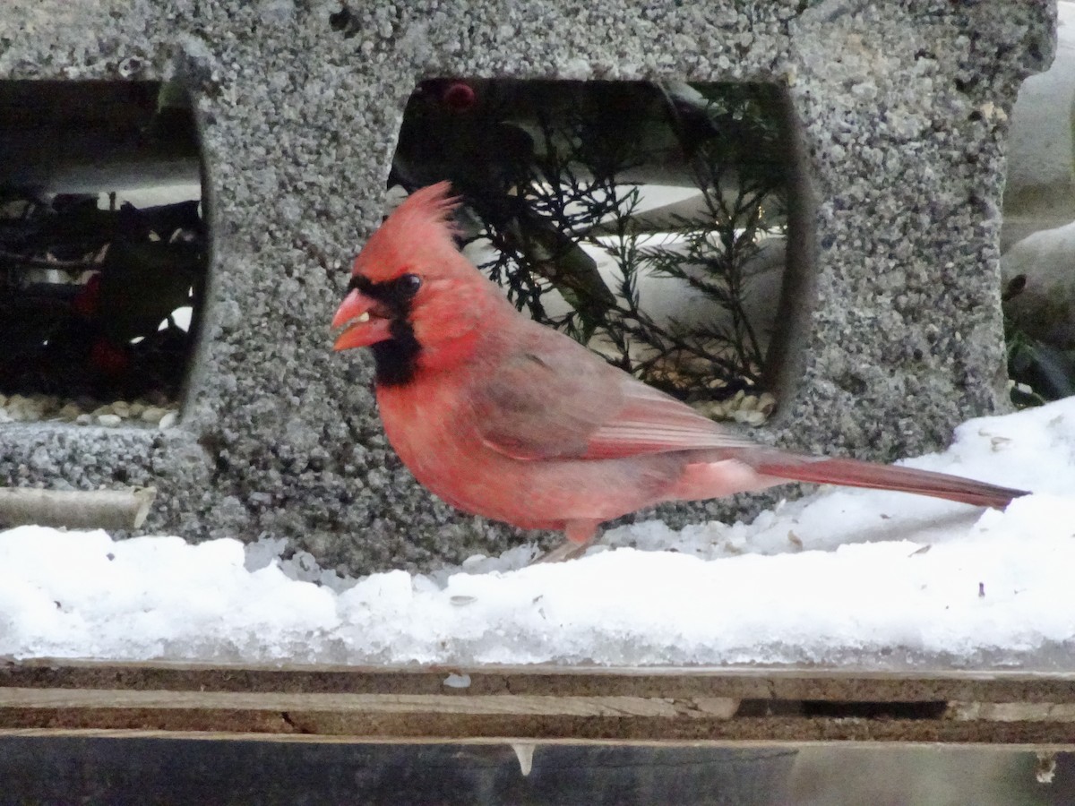 Northern Cardinal - ML647070213