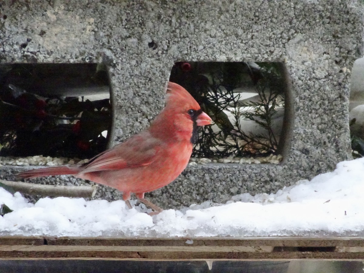 Northern Cardinal - ML647070214