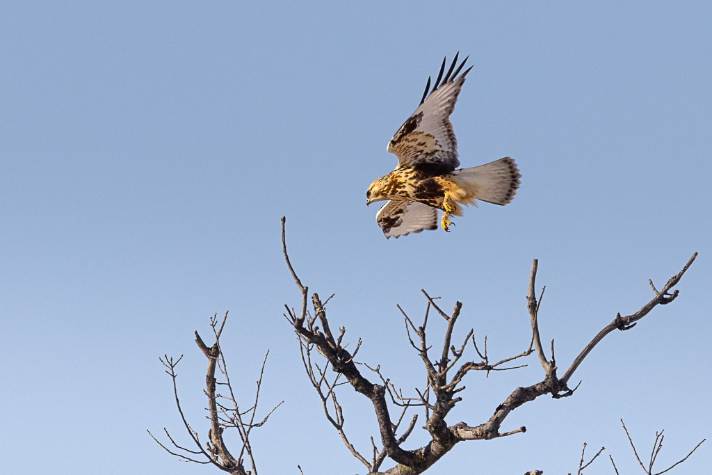 ケアシノスリ - ML647070218