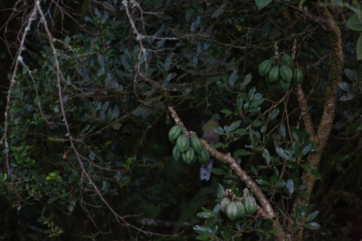 Resplendent Quetzal - ML647070219