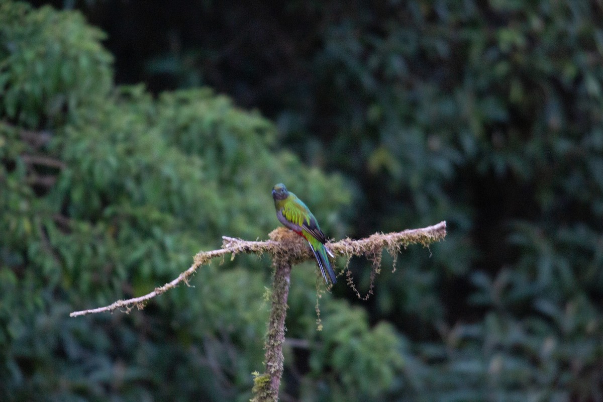 Resplendent Quetzal - ML647070220