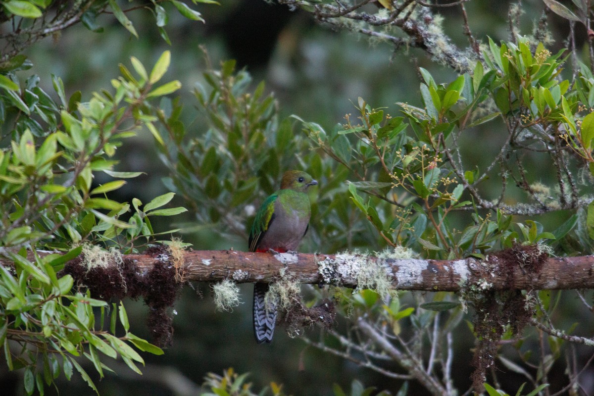 Resplendent Quetzal - ML647070221