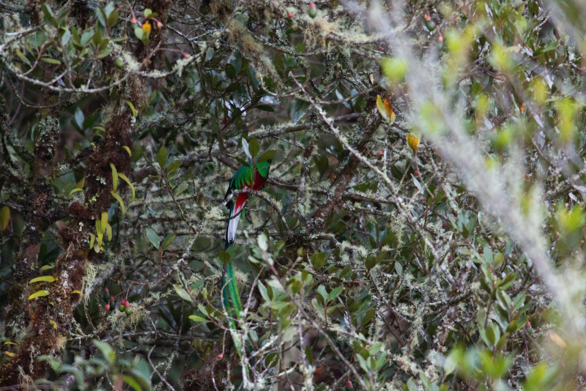 Resplendent Quetzal - ML647070223