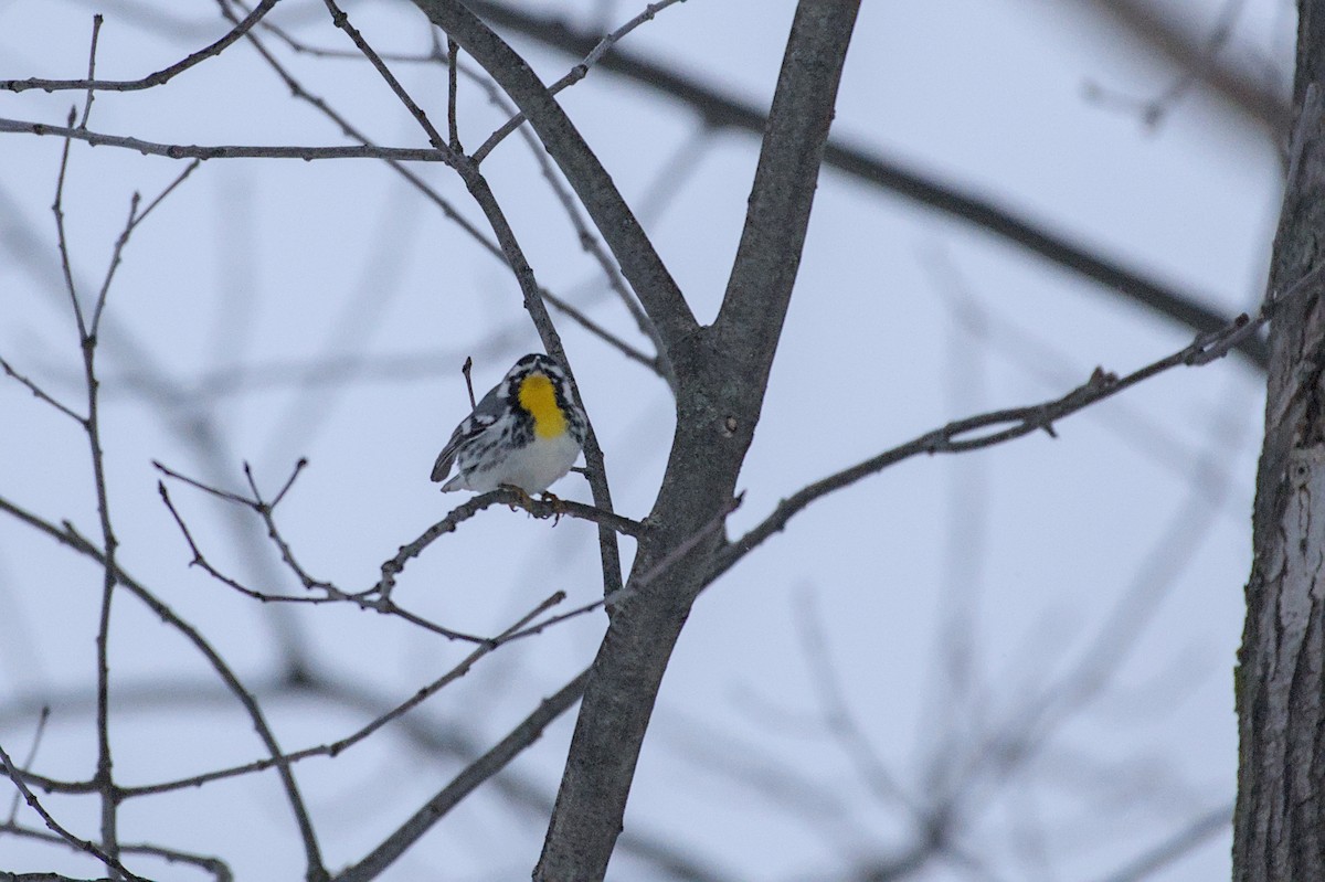 Yellow-throated Warbler (albilora) - ML647070225