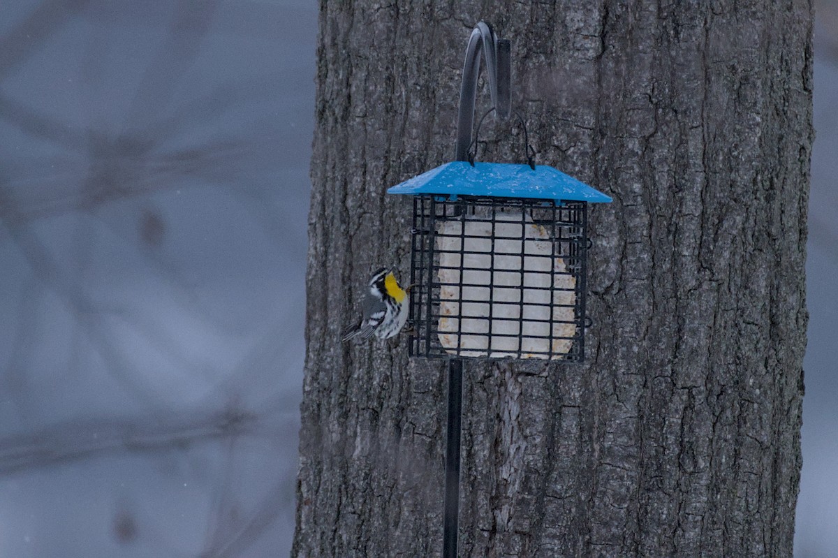Yellow-throated Warbler (albilora) - ML647070226