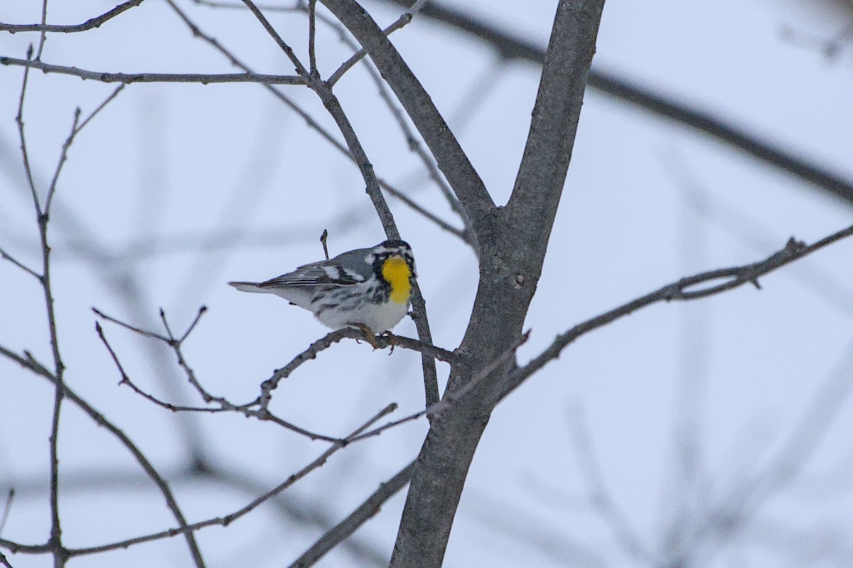 Yellow-throated Warbler (albilora) - ML647070227