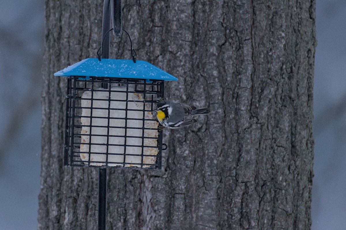 Yellow-throated Warbler (albilora) - ML647070228
