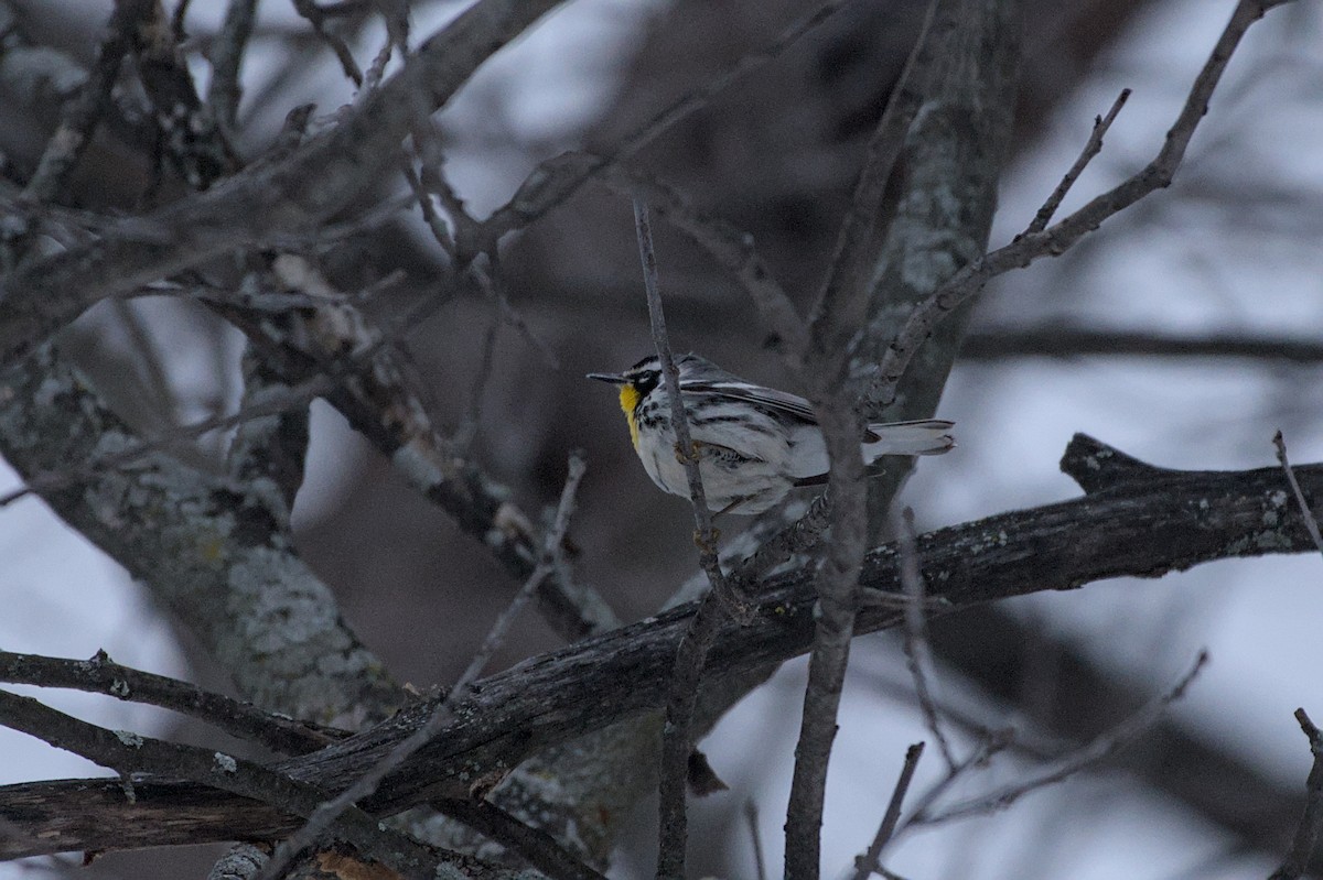 Yellow-throated Warbler (albilora) - ML647070229