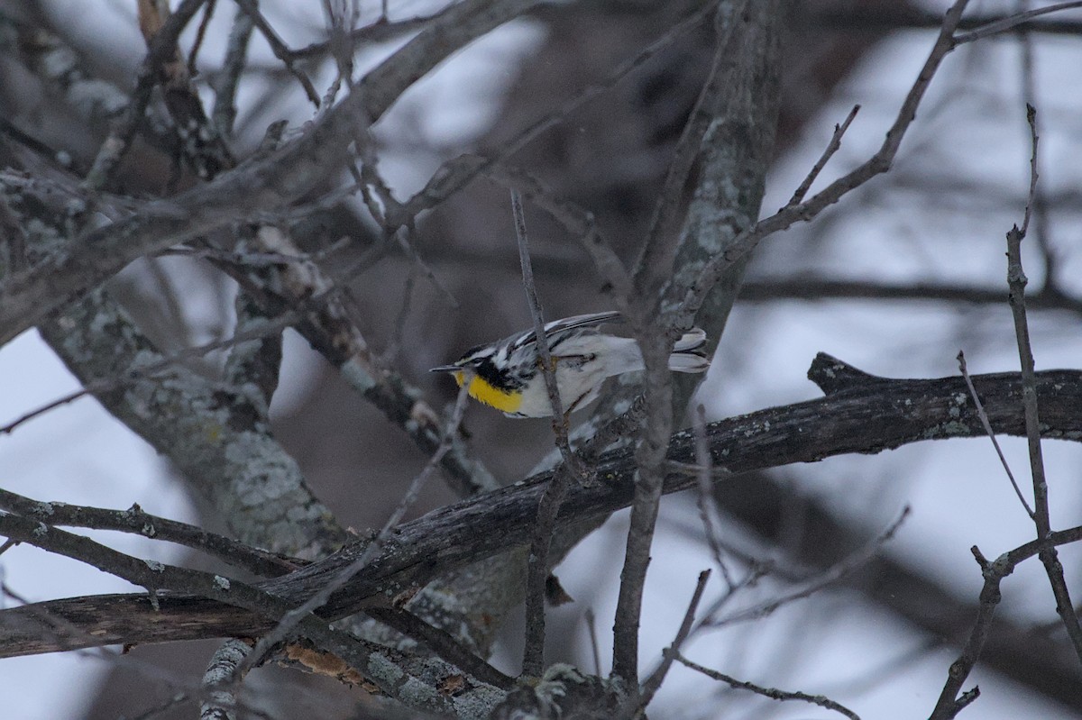 Yellow-throated Warbler (albilora) - ML647070230