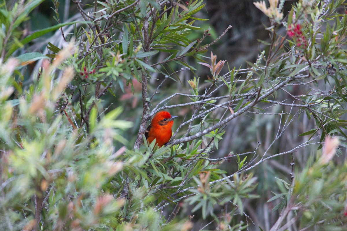 Flame-colored Tanager - ML647070232