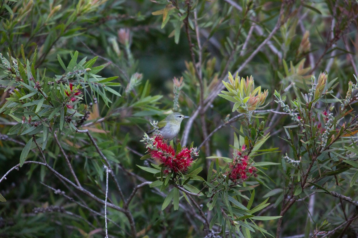 Tennessee Warbler - ML647070237