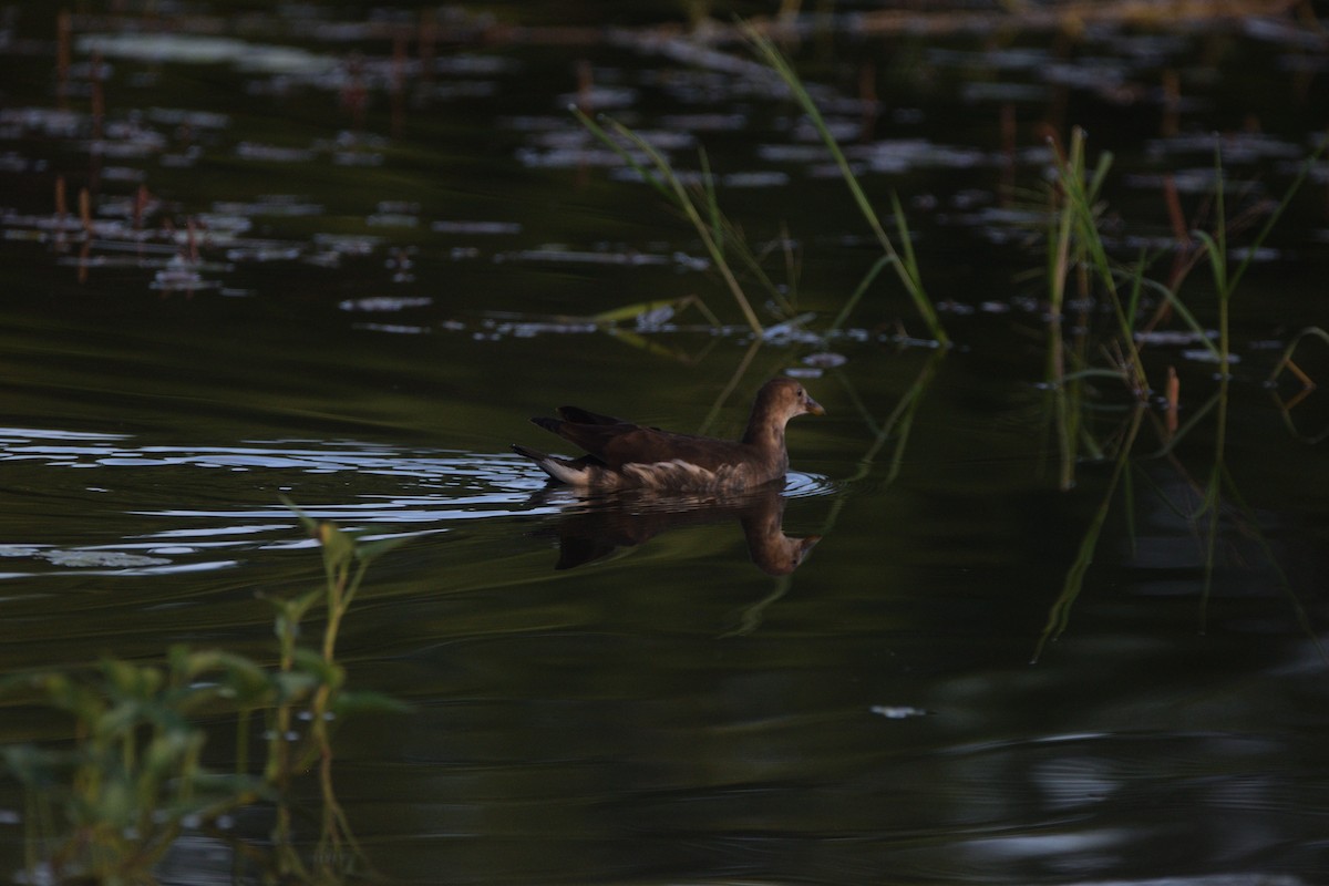 Eurasian Moorhen - ML647070240