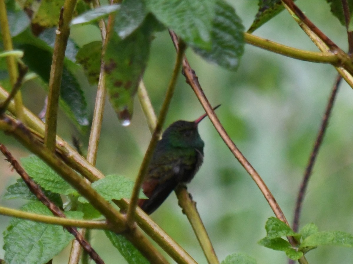 Rufous-tailed Hummingbird - ML647070257