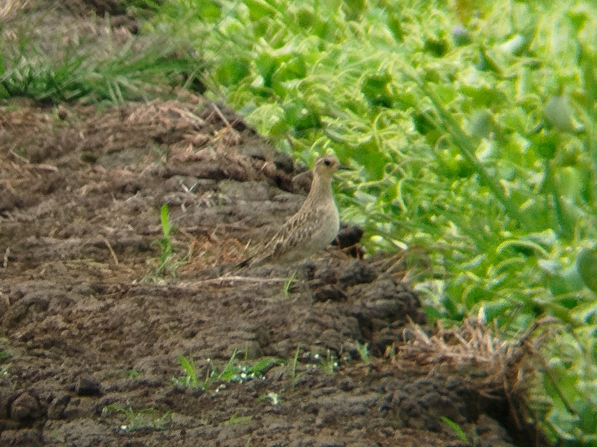 Küçük Altın Yağmurcun - ML647070258