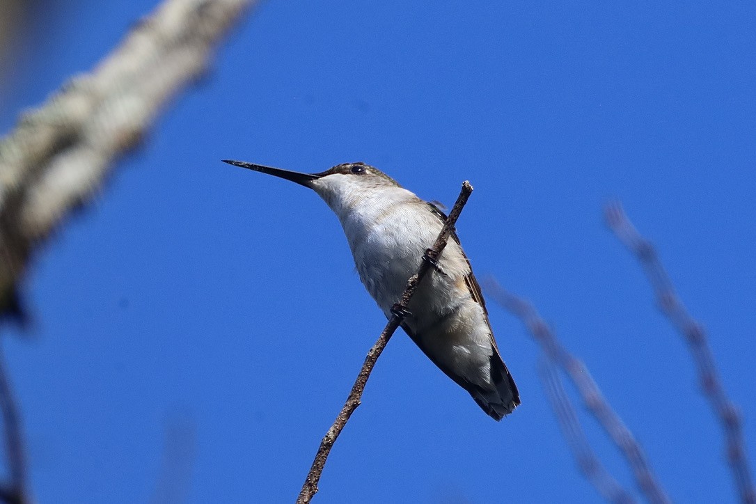 Ruby-throated Hummingbird - ML647070265