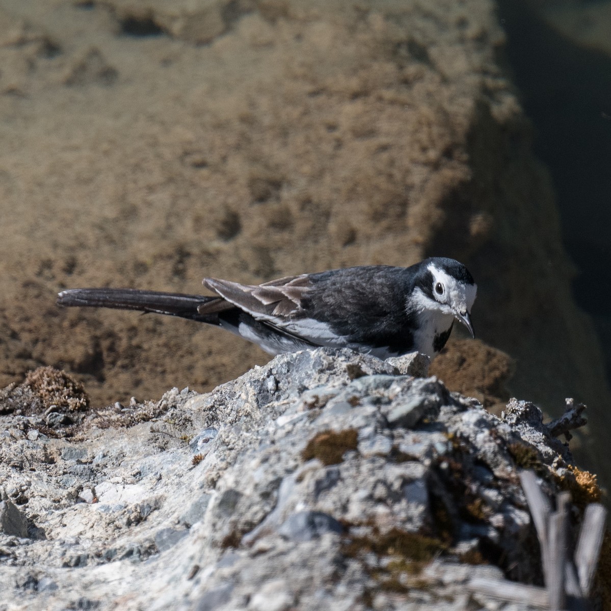 konipas bílý - ML647070267