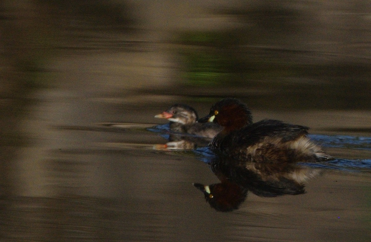 Little Grebe - ML647070270