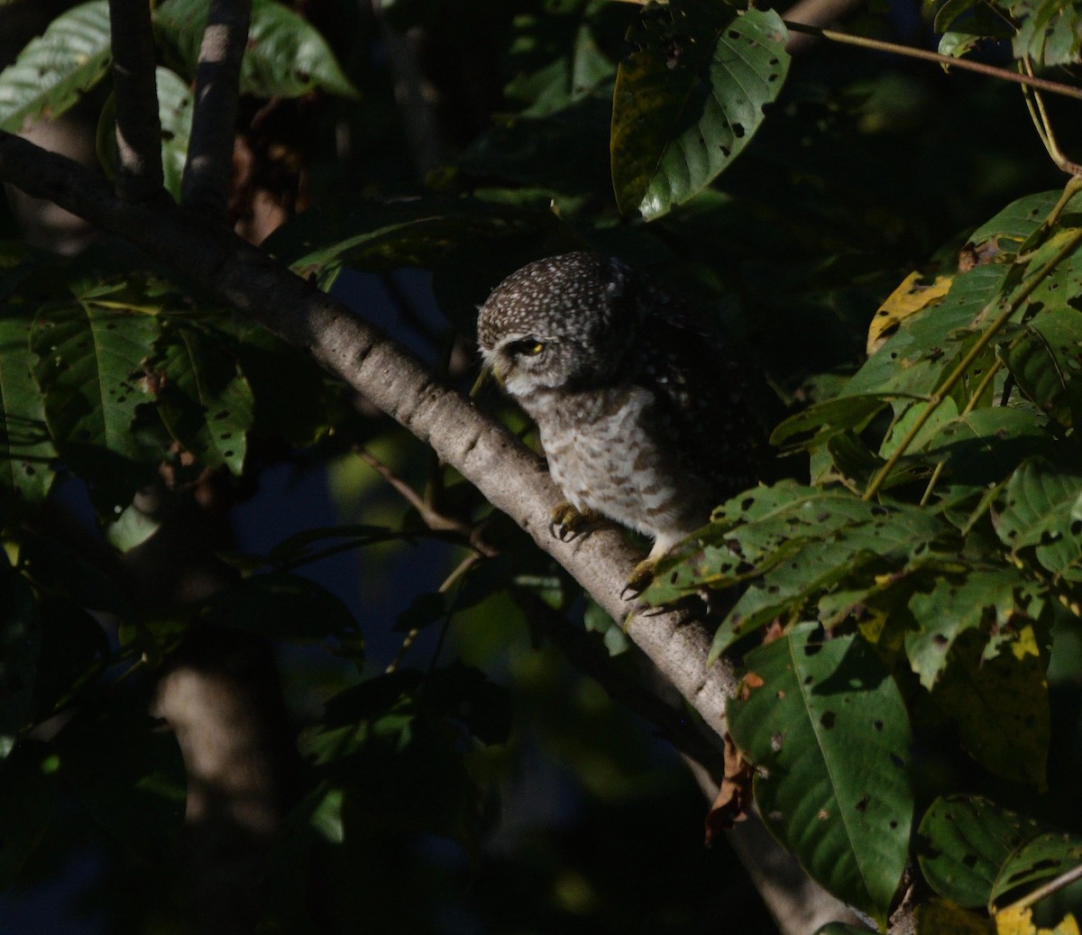 Spotted Owlet - ML647070274