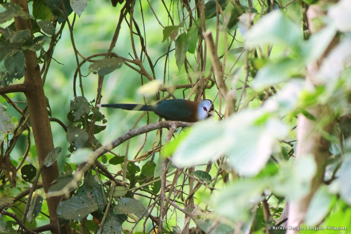 sølvhodemalkoha - ML647070275