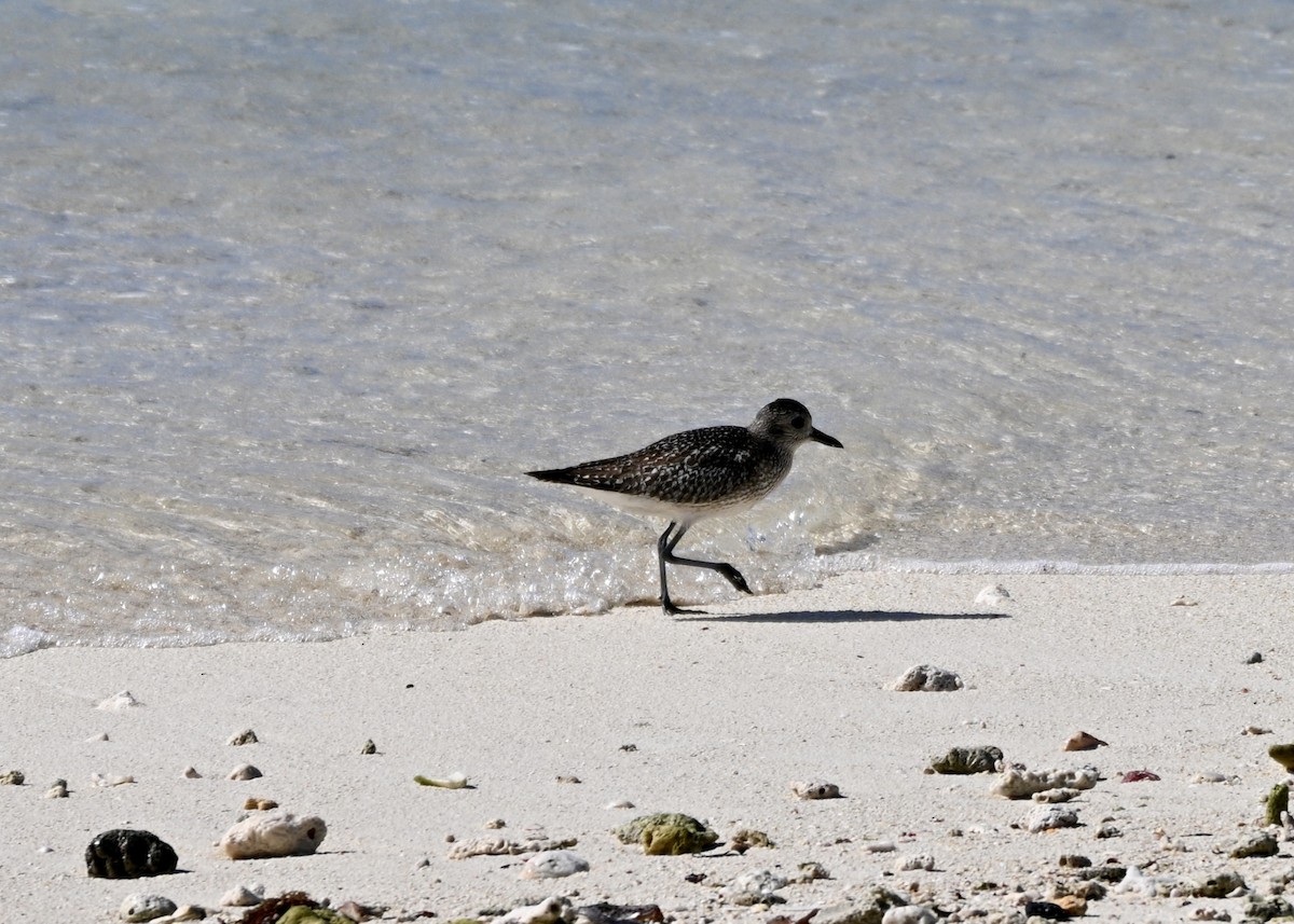 tundralo - ML647070277