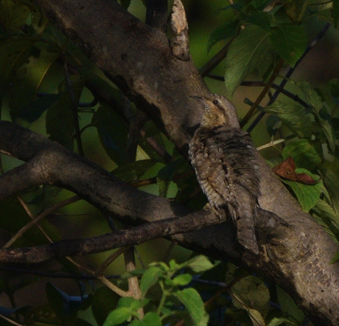 krutihlav obecný - ML647070278