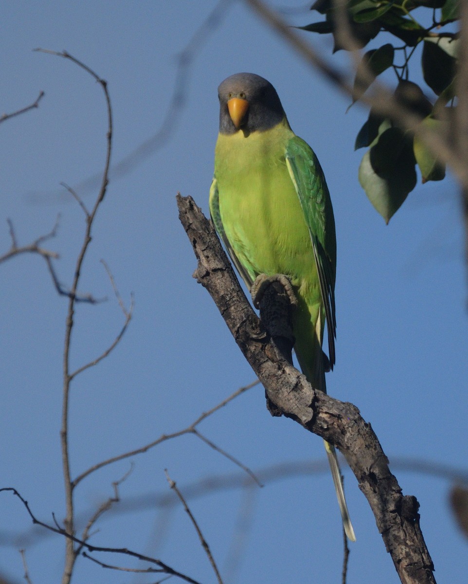 Plum-headed Parakeet - ML647070283