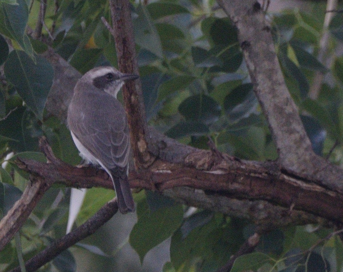 Common Woodshrike - ML647070286