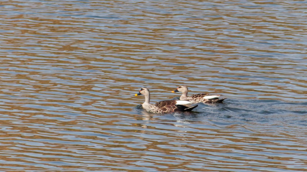 Indian Spot-billed Duck - ML647070287