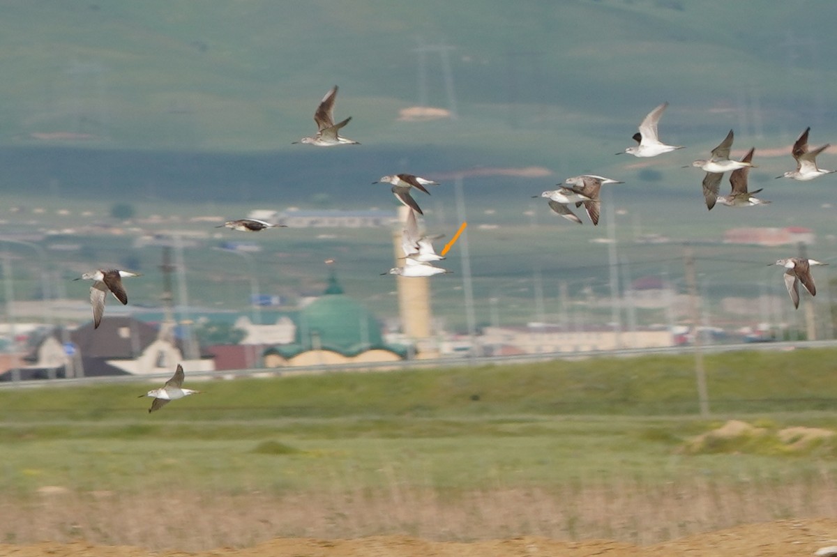 Terek Sandpiper - ML647070289