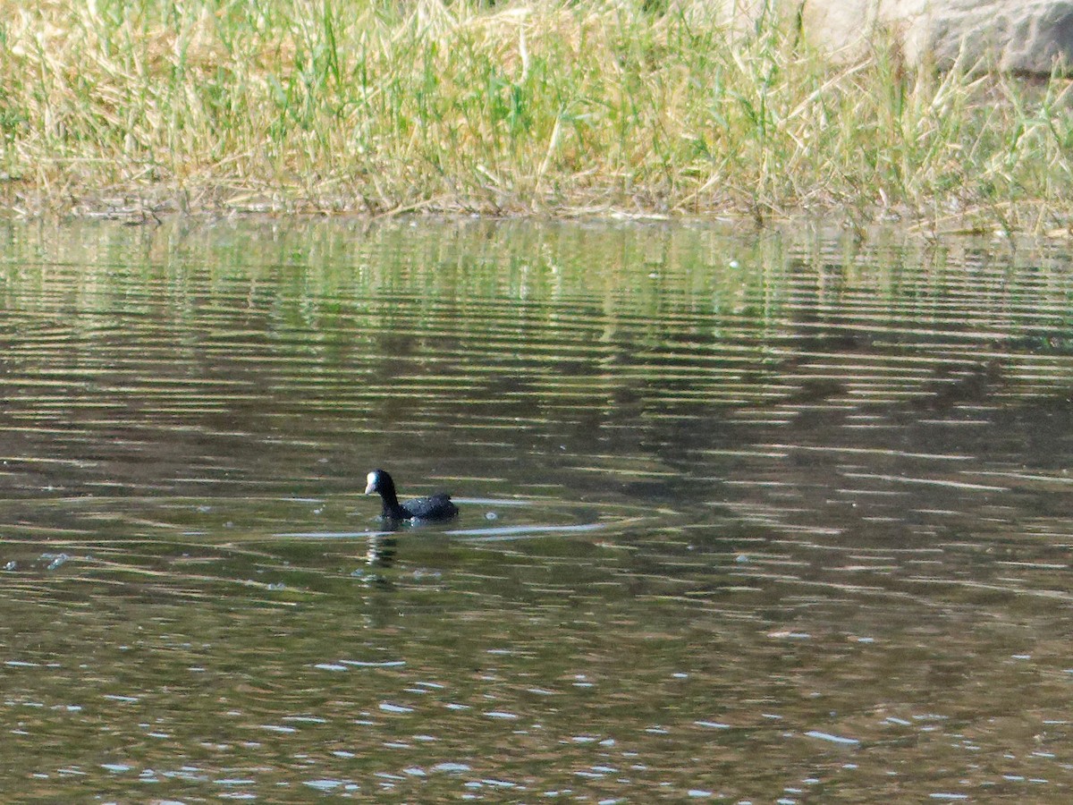 Eurasian Coot - ML647070292